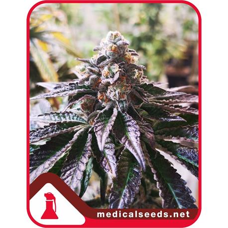 Cookies Purple Punch X3 - Medical Seeds