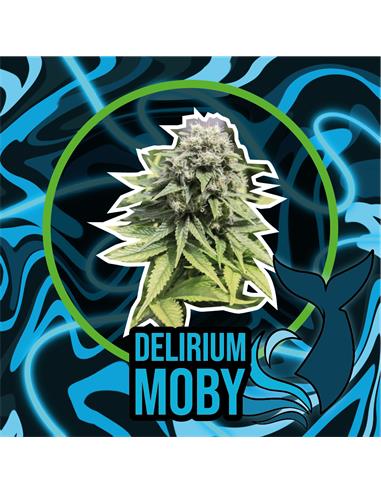 Delirium Moby FV x4 - Delirium seeds