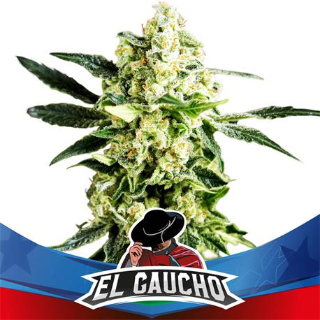 El Gaucho Faster X12 Star Players - Bsf Seeds