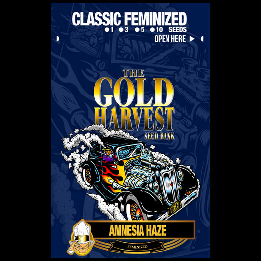 Gold Harvest Amnesia Haze (25uds)