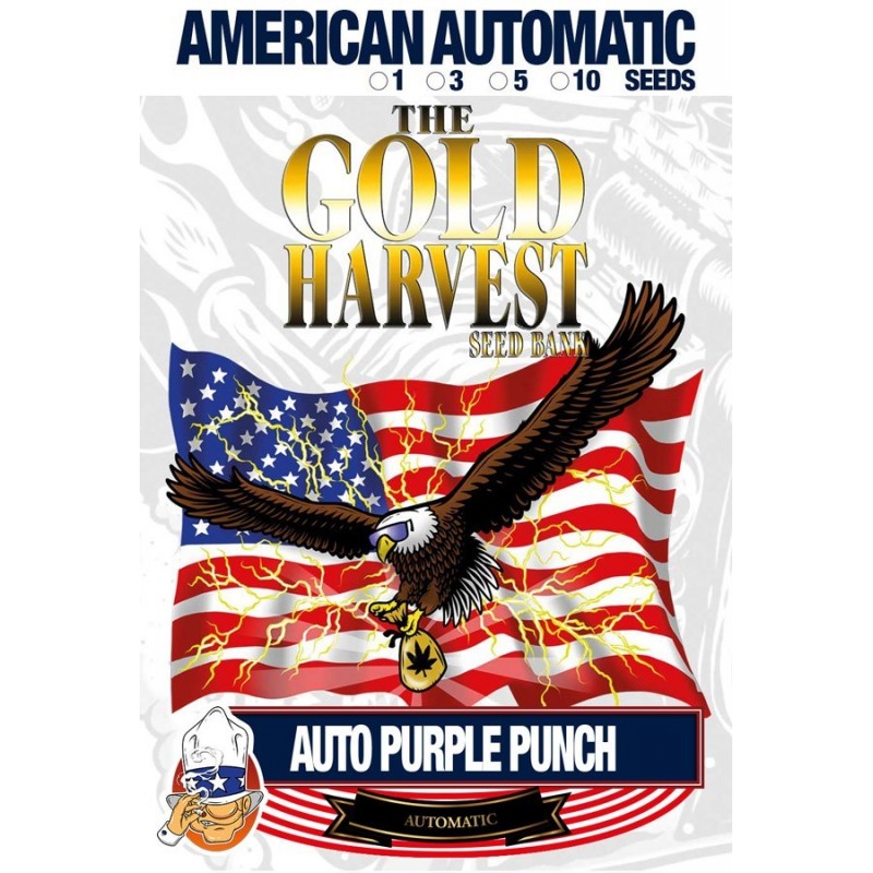 Gold Harvest Auto Purple Punch (10uds)