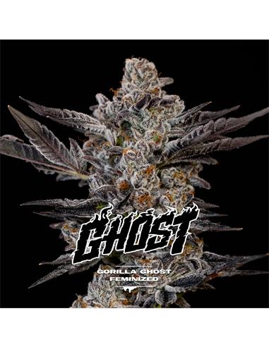 Gorilla Ghost GK X12 - Bsf Seeds