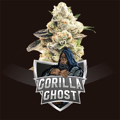 Gorilla Ghost X12 2021 - Bsf Seeds