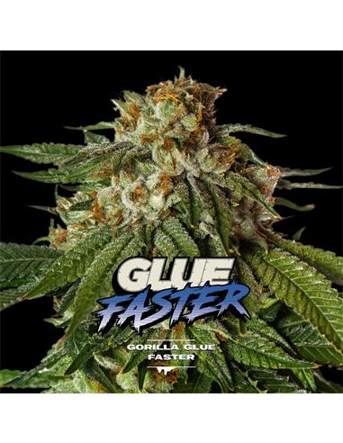 Gorilla Glue Faster GK X12 - Bsf Seeds