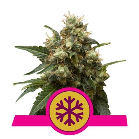 Ice X3 - Royal Queen Seeds