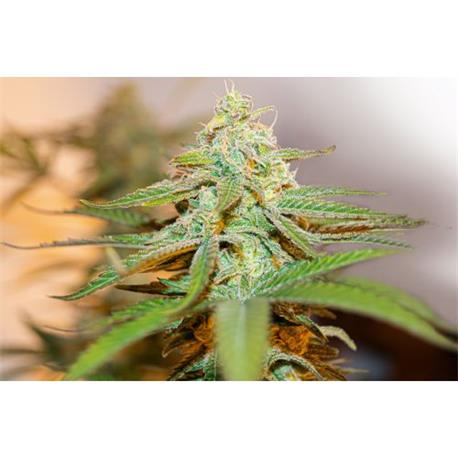 Lafanta CBD X7 - Light Buds