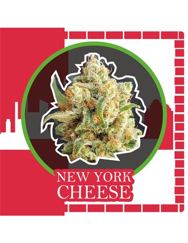New York Cheese Auto x2 - Delirium seeds