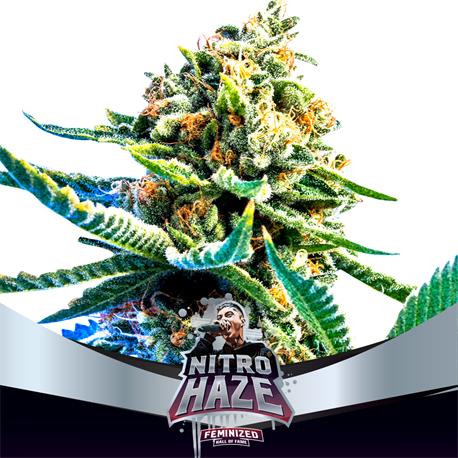 Nitro Haze X4 - Bsf Seeds