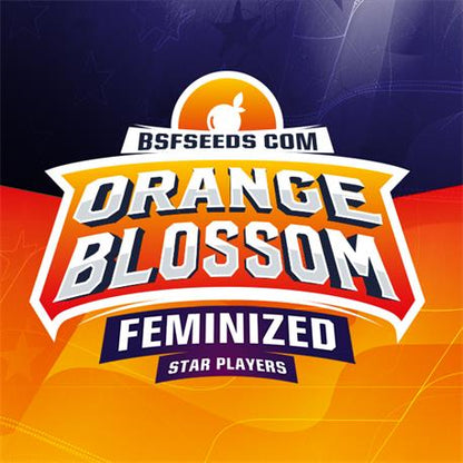 Orange Blossom X12 - BSF Seeds
