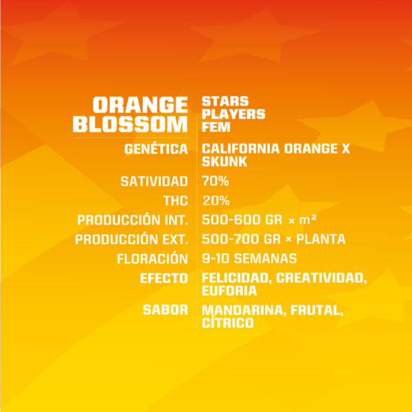 Orange Blossom X2 - BSF Seeds