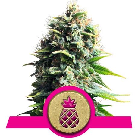 Pineapple Kush X1 - Royal Queen Seeds