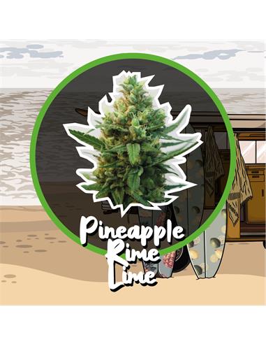 Pineapple Rime Line FV x4 - Delirium seeds