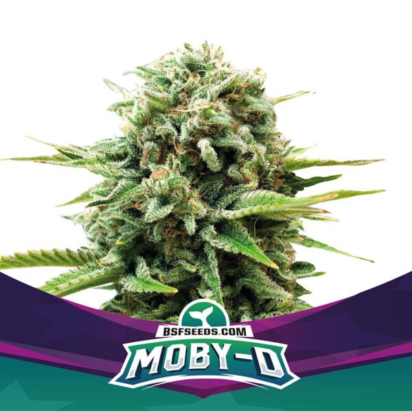 Moby-D X4 - BSF Seeds