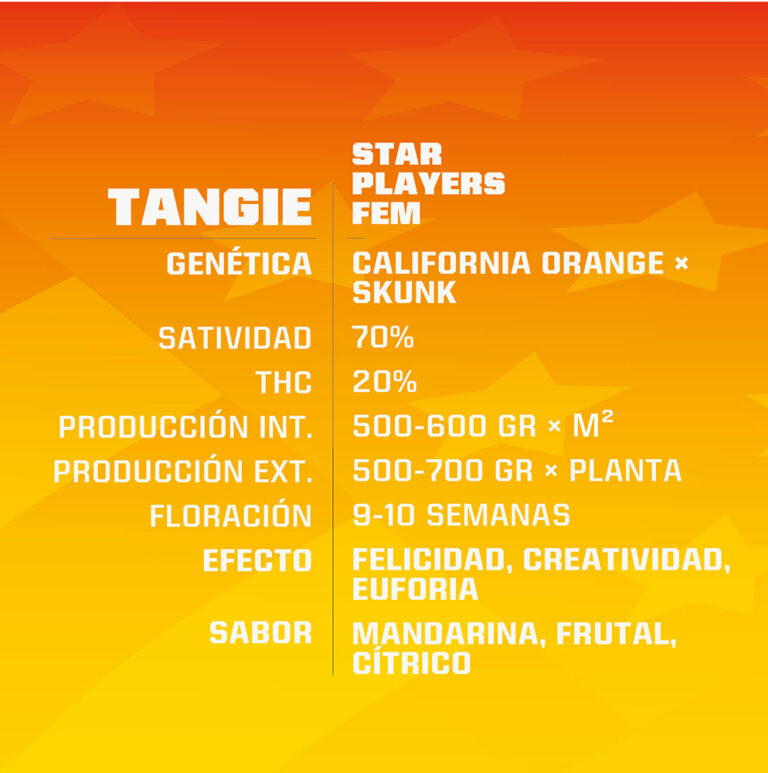 Tangie X7 - BSF Seeds