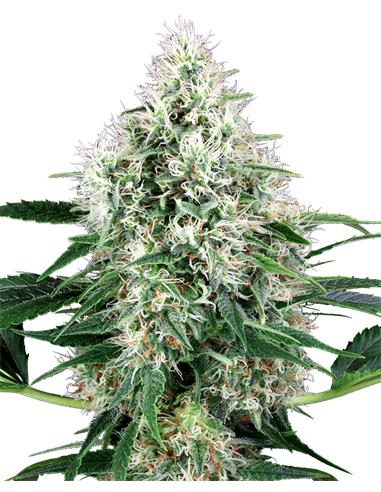 Pure Power Plant Auto X3+1 - White Label By Sensi Seeds