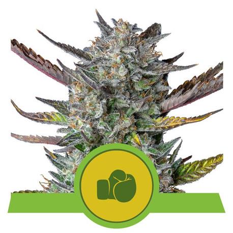 Purple Punch Auto X1 - Royal Queen Seeds