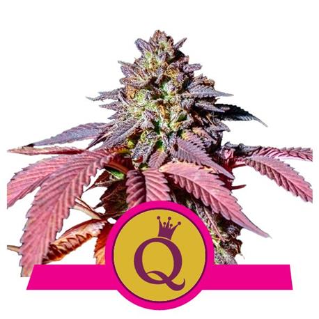 Purple Queen X1 - Royal Queen Seeds