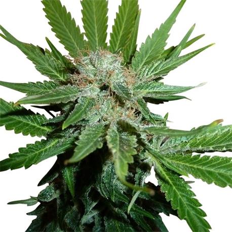 Royal Cheese Fast X1 - Royal Queen Seeds