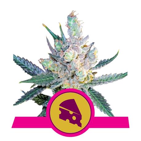 Royal Cheese Fast X10 - Royal Queen Seeds