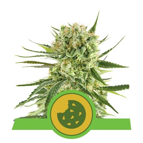 Royal Cookies Auto X1 - Royal Queen Seeds