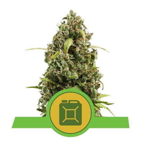 Royal Diesel Auto X3 - Royal Queen Seeds