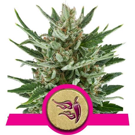 Speedy Chile Fast X1 - Royal Queen Seeds