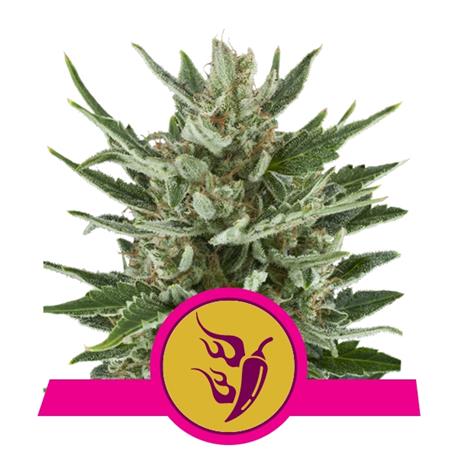 Speedy Chile Fast X10 - Royal Queen Seeds