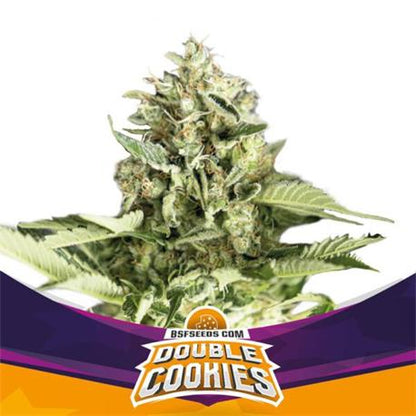 Star Player Double Cookies Auto X4 - BSF Seeds