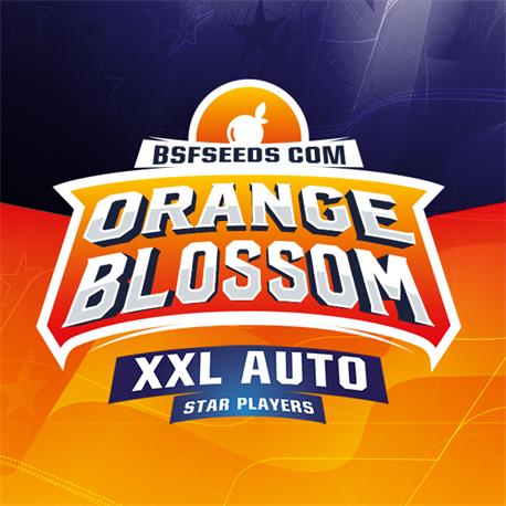 Orange Blossom XXL Auto X4 - BSF Seeds