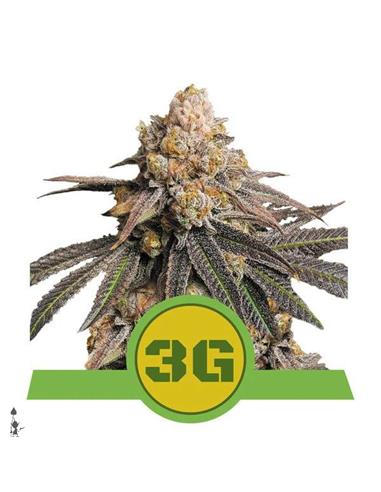 Triple G X1 AUTO  - Royal Queen Seeds