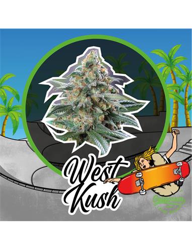 West Kush Auto x1 - Delirium Seeds