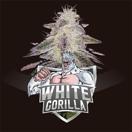 White Gorilla X7 - Bsf Seeds